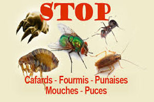 anti fourmis à marrakech