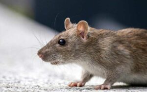 Les 5 Gestes Simples de Prévention Anti-Rongeurs pour Votre Riad ou Villa à Marrakech