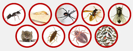 Services de dératisation à Marrakech Maroc