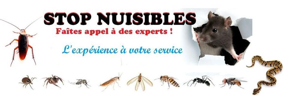 Société de dératisation à Marrakech Maroc