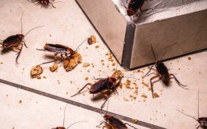 Comment Éradiquer les Cafards à Marrakech ?