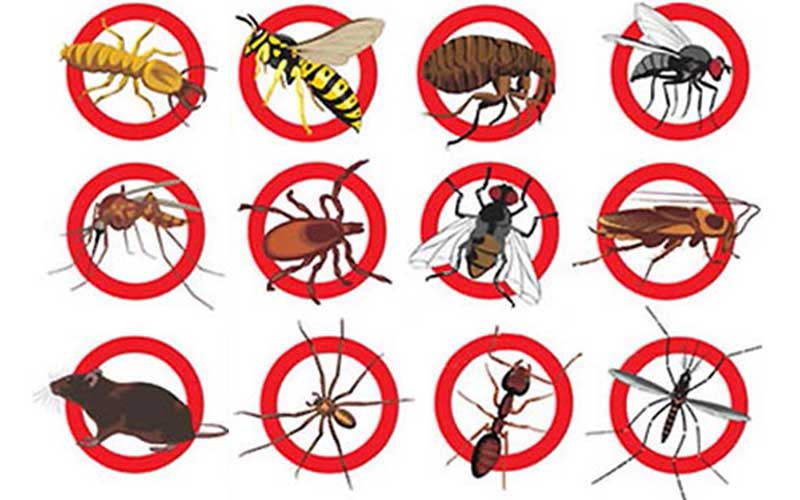 Désinsectisation à guéliz Marrakech