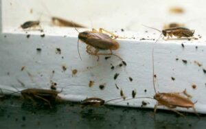 Désinsectisation Rapide à Marrakech