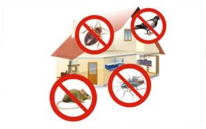 Anti-nuisibles à Marrakech