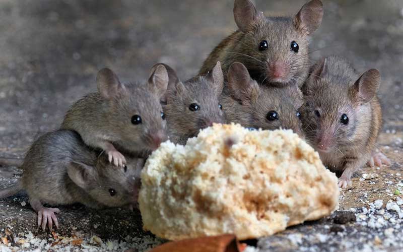 Anti-souris à Marrakech