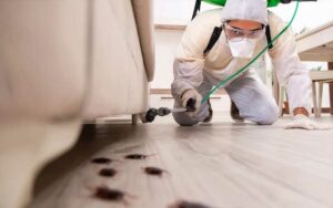 Traitement cafards à Marrakech