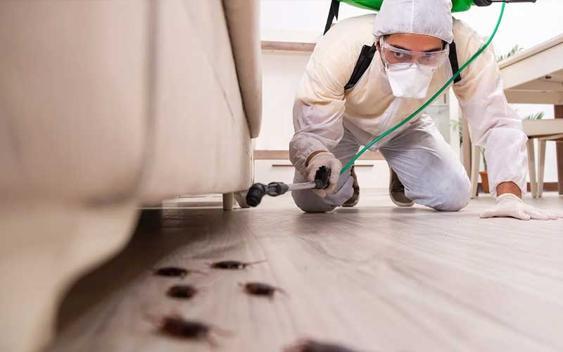 Traitement cafards à Marrakech