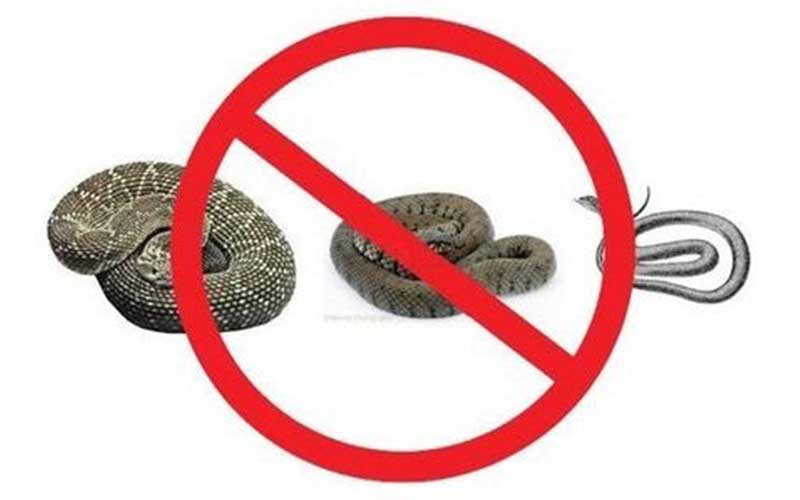 Déreptilisation à Marrakech