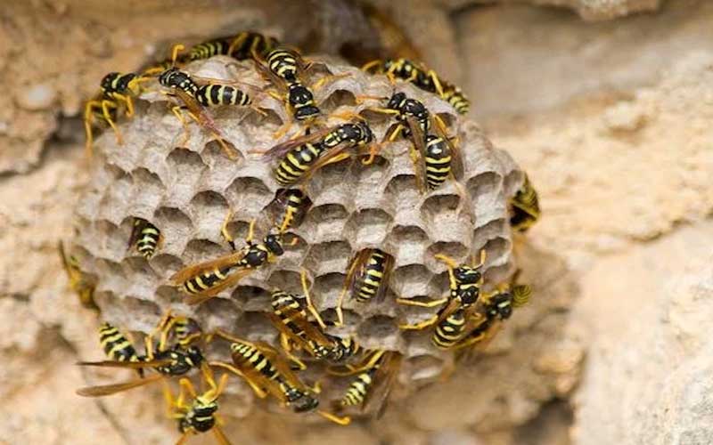 Destruction nid de guêpes à Marrakech