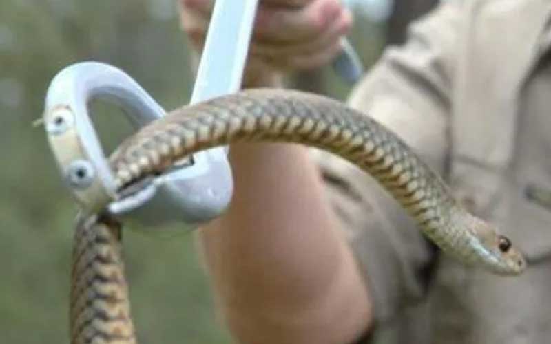 Traitement professionnel des reptiles à Marrakech